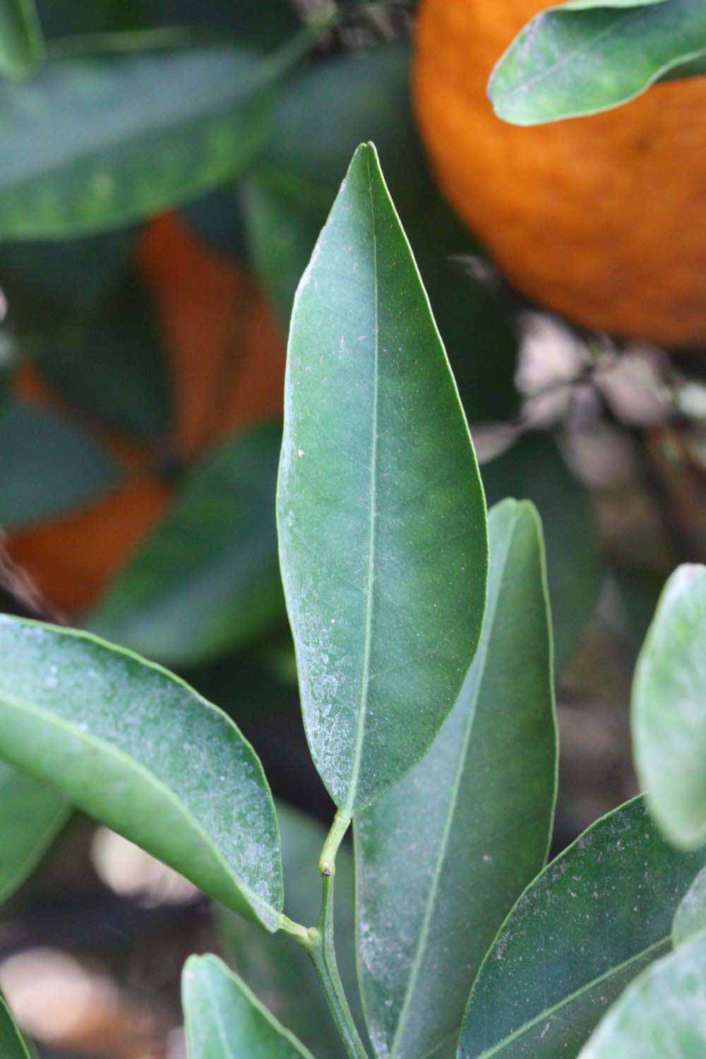              Unifoliolate leaf (Riverside, CA)       